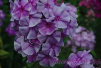 Флокс 'Мона Лиза' / Phlox 'Mona Liza'