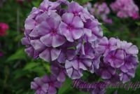 Флокс 'Мона Лиза' / Phlox 'Mona Liza'