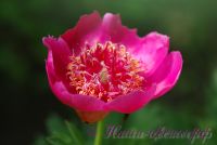 Пион травянистый 'Анемонфлора' / Peonia 'Anemonflora'