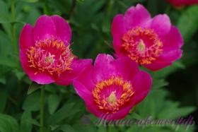 Пион травянистый 'Анемонфлора' / Peonia 'Anemonflora'