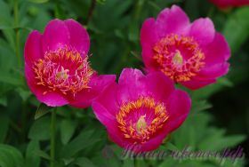 Пион травянистый 'Анемонфлора' / Peonia 'Anemonflora'