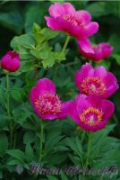 Пион травянистый 'Анемонфлора' / Peonia 'Anemonflora'