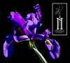 Pale purple IRIS