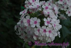 Флокс 'Кирмеслендер' / Phlox 'Kirmeslender'