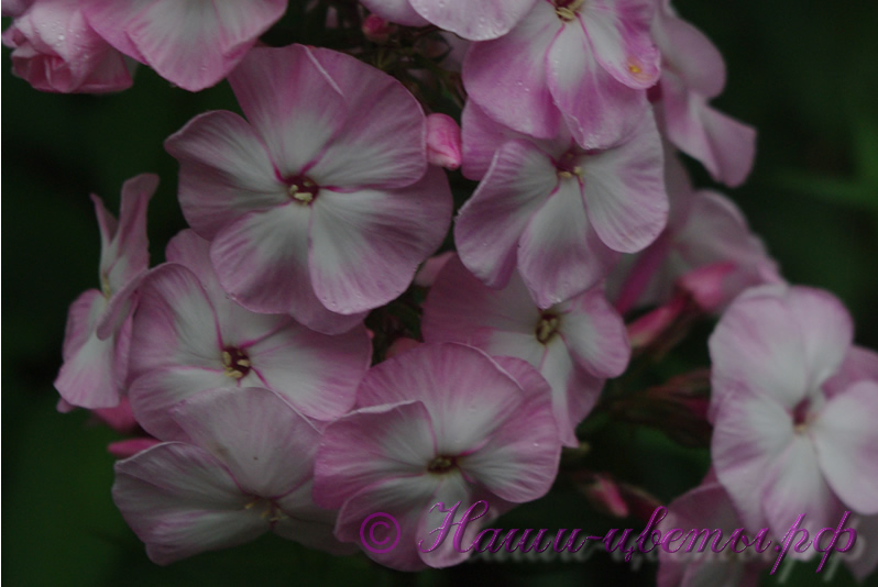 Флокс 'Цветущая Сакура' / Phlox 'Cvetushhaja Sakura'