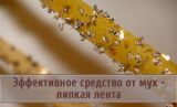 МУХОЛОВ-капкан Глобал