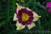 Лилейник 'Калико Джек' / Hemerocallis 'Calico Jack'