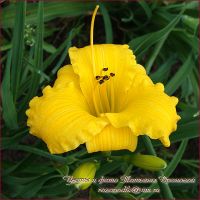 Лилейник 'Техас Санлайт' / Hemerocallis 'Texas Sunlight'