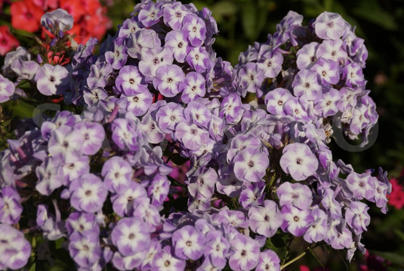 Флокс 'Катерина' / Phlox 'Katherine'