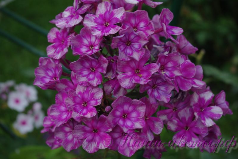 Флокс 'Конек Горбунок' / Phlox 'Konek Gorbunok'