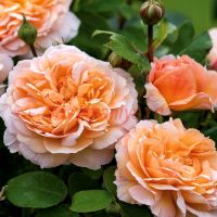 Зе Леди Гарднер (The Lady Gardener)