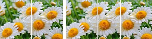 Стол раздвижной "Грация" (1,45) Беленый дуб/Фотопечать Ромашки