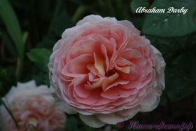 Роза 'Абрахам дарби' / Rose 'Abraham Darby'