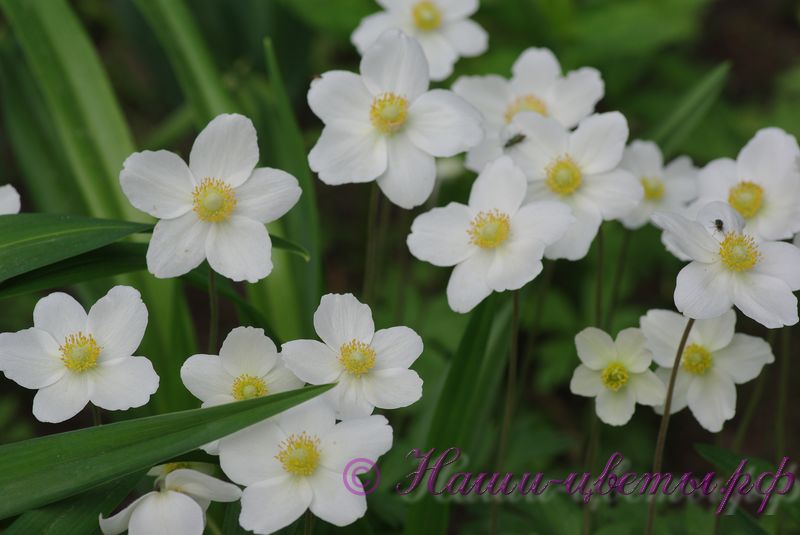 Анемона, ветреница дубравная (белая) / Anemone nemorosa