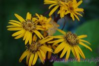 Бузульник 'Дездемона' / Ligularia dentata 'Desdemona'