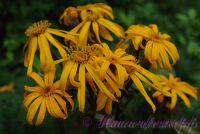 Бузульник 'Дездемона' / Ligularia dentata 'Desdemona'