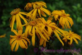 Бузульник зубчатый 'Дездемона' / Ligularia dentata 'Desdemona'