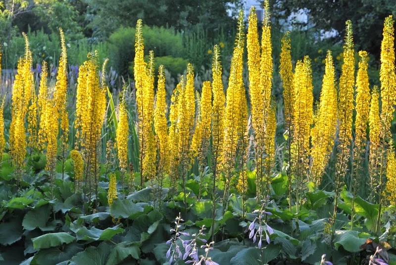 Бузульник Пржевальского / Ligularia Przewalskii