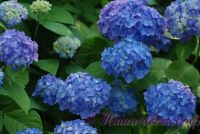 Гортензия крупнолистная 'Бесконечное Лето' / Hydrangea macrophylla 'Endless Summer'