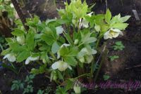 Морозник восточный / Helleborus orientalis