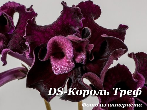 DS-Король Треф 1765 (П.Еникеев)