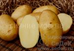 КАРТОФЕЛЬ КОЛЕТТЕ элита, 2 кг