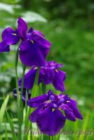 Ирис японский 'Пёпл Парасол' / Iris ensata 'Purple Parasol'