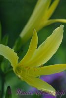 Лилейник 'Цитрина' / Hemerocallis 'Citrina'