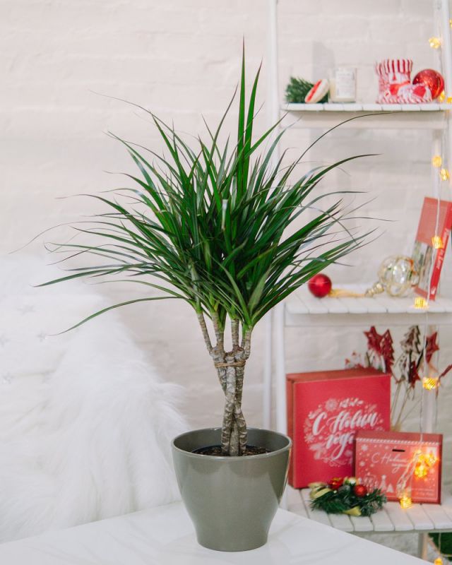 Драцена Маргината Д-15/60