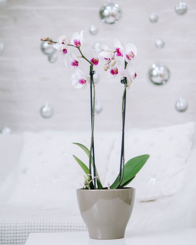 Орхидея Фаленопсис phalaenova