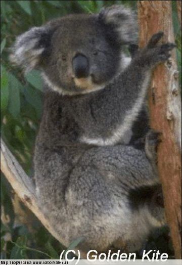 133 Koala