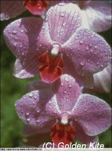 575 Pink phals