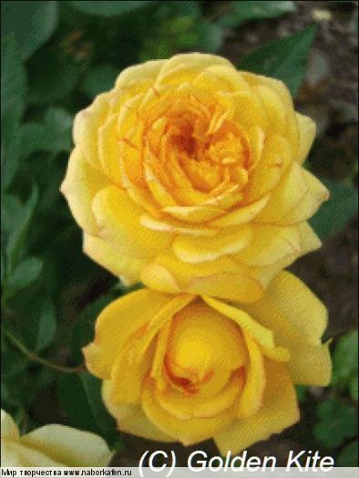 1441 Yellow Roses (small)