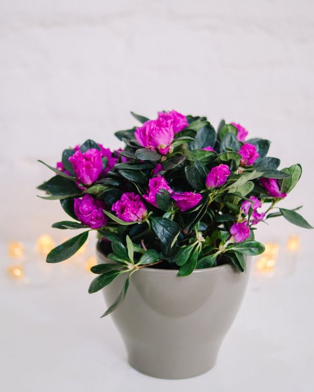 Азалия (Д-12)