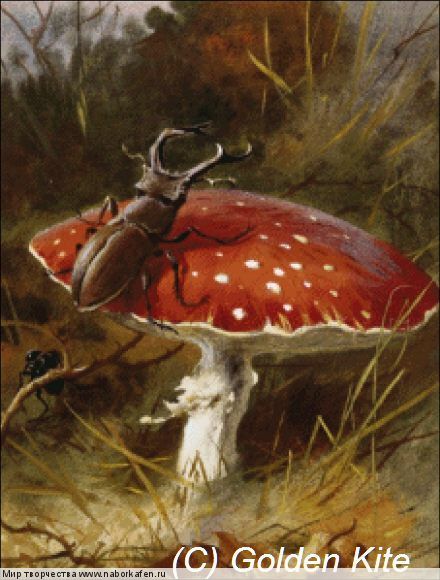 2176 Stag Beetle and a Toadstool