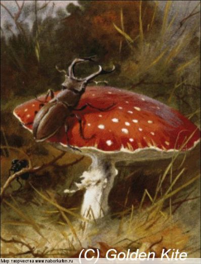 2176 Stag Beetle and a Toadstool