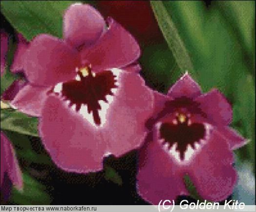 285 Orchid Miltoniopsis