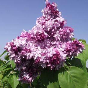 Сирень Маршал Малиновский