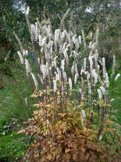 ЦИМИФУГА от климакса и не только.. •Омолаживает визуально.