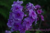 Флокс 'Фиона' / Phlox 'Fiona'