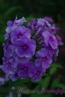 Флокс 'Фиона' / Phlox 'Fiona'