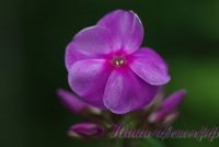 Флокс 'Фиона' / Phlox 'Fiona'