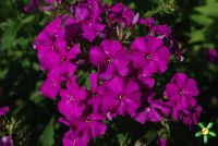 Флокс 'Аида' / Phlox 'Aida'