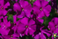 Флокс 'Аида' / Phlox 'Aida'