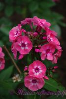 Флокс 'Лариса' / Phlox 'Larisa'