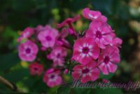 Флокс 'Лариса' / Phlox 'Larisa'