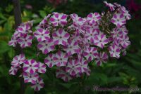 Флокс 'Кэнди Твист' / Phlox 'Candy Twist' (="Croix de Malte"; "Maltiski Crest"; "Мишенька", "Mishenka", "Лучистый")