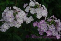 Флокс 'Будва' / Phlox ' Budva'