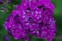 Флокс 'Виктор' / Phlox 'Viktor'