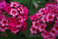 Флокс 'Кассиопея' / Phlox 'Cassiopeia'